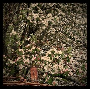 Sold Everthing below this tree is Sold